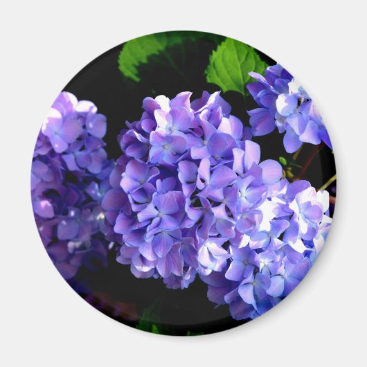 Hydrangeas, lila blauer Blume Magnet (Vorne)