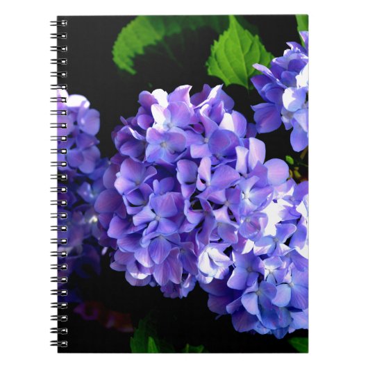 Hydrangeas, lila blauer Blume Notizblock (Vorderseite)