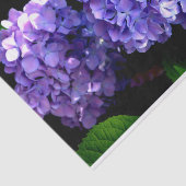 Hydrangeas, lila blauer Blume Seidenpapier (Ausschnitt)