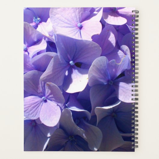 Hydrangeas lila lilac lavender planer (Rückseite)