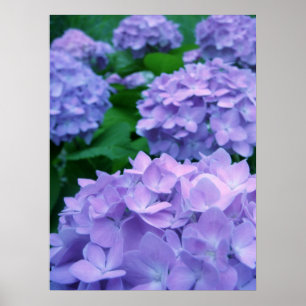 Hydrangeas {Lila} Poster