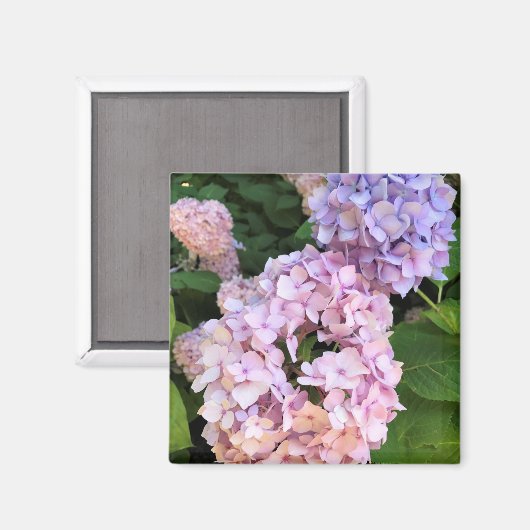 Hydrangeas Magnet (Vorderseite/Rückseite)