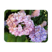 Hydrangeas Magnet (Horizontal)
