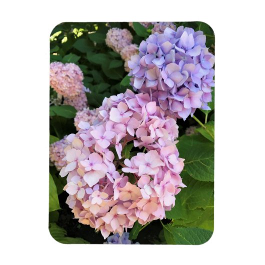 Hydrangeas Magnet (Vertikal)