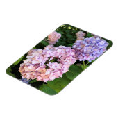 Hydrangeas Magnet (Linke Seite)