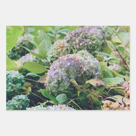 Hydrangeas-Packpapier Geschenkpapier Set (Vorderseite 3)