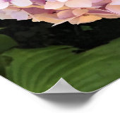 Hydrangeas Poster (Ecke)