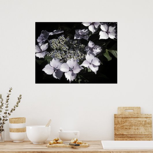 Hydrangeas Poster (Küche)