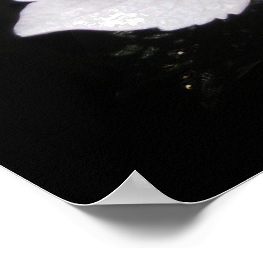 Hydrangeas Poster (Ecke)