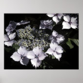 Hydrangeas Poster (Vorne)