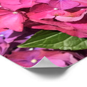 Hydrangeas Poster (Ecke)