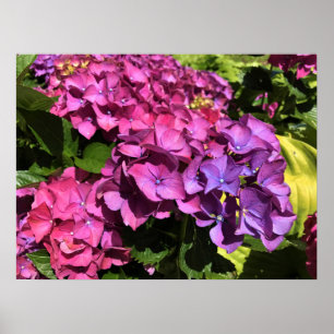 Hydrangeas Poster