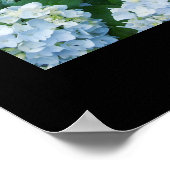 Hydrangeas Poster (Ecke)