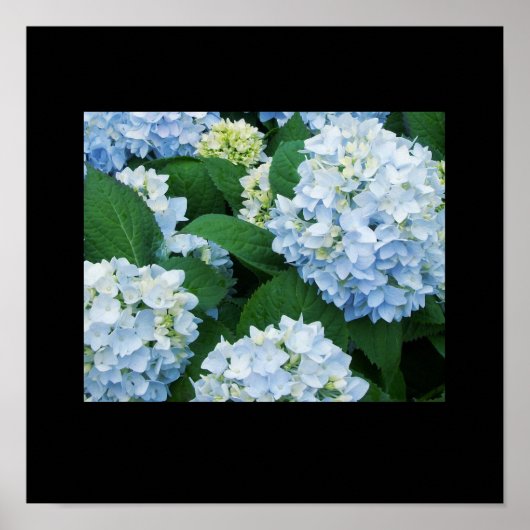 Hydrangeas Poster (Vorne)