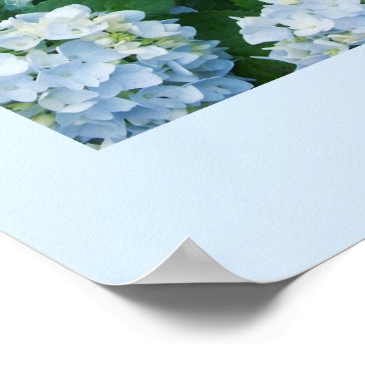 Hydrangeas Poster (Ecke)