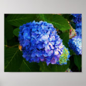 Hydrangeas Poster (Vorne)