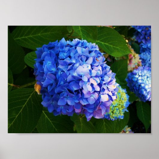 Hydrangeas Poster (Vorne)