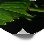 Hydrangeas Poster (Ecke)