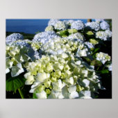 Hydrangeas Poster (Vorne)
