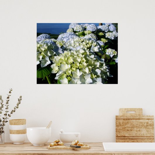 Hydrangeas Poster (Küche)