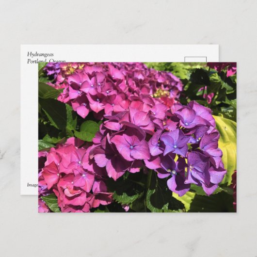 Hydrangeas Postkarte (Vorne/Hinten)