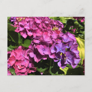 Hydrangeas Postkarte