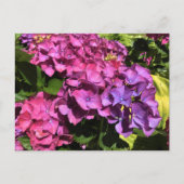 Hydrangeas Postkarte (Vorderseite)
