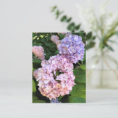 Hydrangeas Postkarte (Stehend Vorderseite)