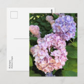 Hydrangeas Postkarte (Vorne/Hinten)