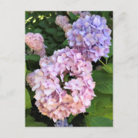 Hydrangeas