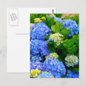 Hydrangeas Postkarte (Vorne/Hinten)