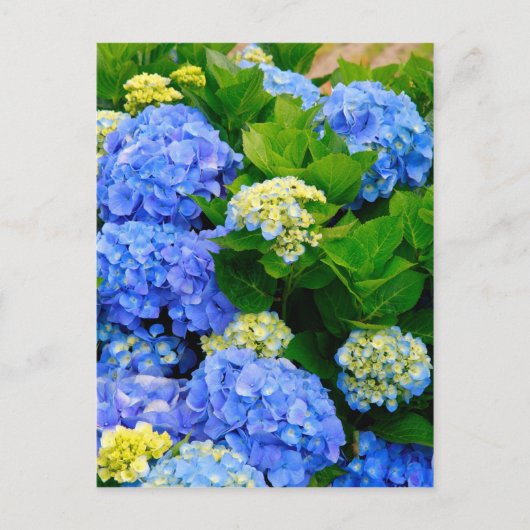 Hydrangeas Postkarte (Vorderseite)