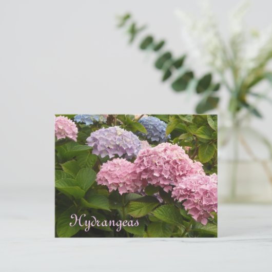 Hydrangeas Postkarte (Stehend Vorderseite)