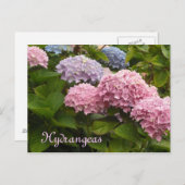 Hydrangeas Postkarte (Vorne/Hinten)