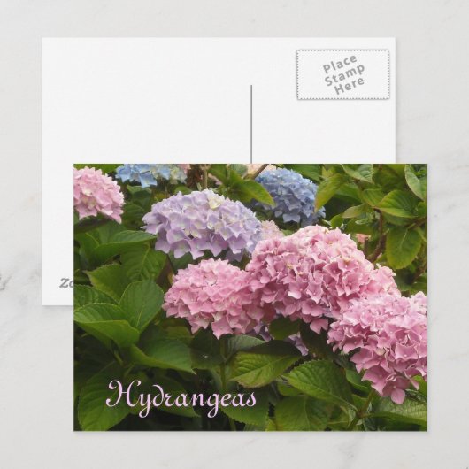 Hydrangeas Postkarte (Vorne/Hinten)