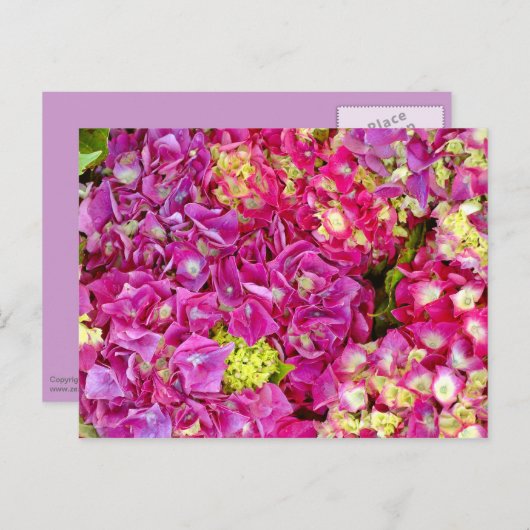 Hydrangeas Postkarte (Vorne/Hinten)