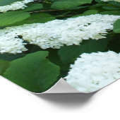 Hydrangeas-Snowball Bush und Blätter Poster (Ecke)