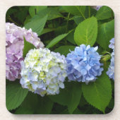 Hydrangeas Untersetzer (Vorderseite)