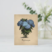 Hydrangeas Vintag botanisch Postkarte (Stehend Vorderseite)