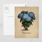 Hydrangeas Vintag botanisch Postkarte (Vorne/Hinten)