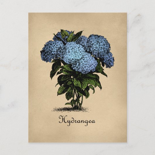 Hydrangeas Vintag botanisch Postkarte (Vorderseite)