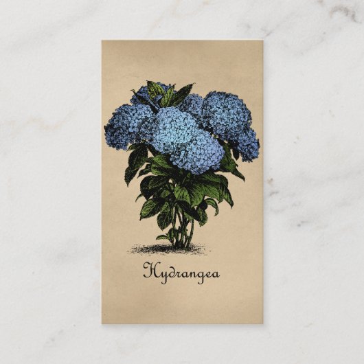 Hydrangeas Vintag botanisch Visitenkarte (Vorderseite)