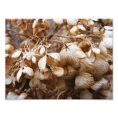 Hydrangeas vom Februar Fotodruck (Vorne)
