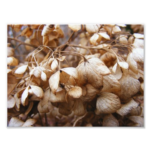 Hydrangeas vom Februar Fotodruck (Vorne)