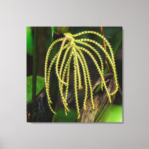 Hydriastele Beguinii Palme wächst im Regenwald Leinwanddruck