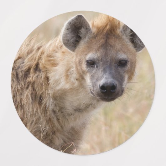 Hyena Etiketten (Design 2)