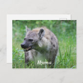 Hyena in Grass Postkarte (Vorne/Hinten)