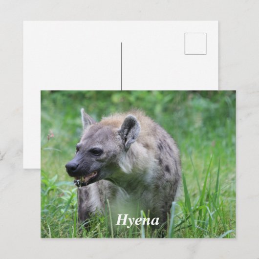 Hyena in Grass Postkarte (Vorne/Hinten)
