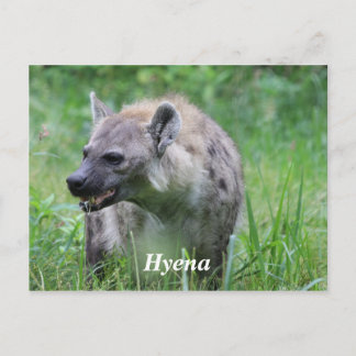 Hyena in Grass Postkarte