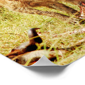 Hyena Kenya Masai Mara Poster (Ecke)